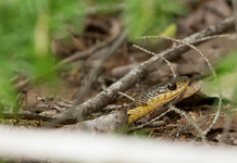 How to Keep Snakes Away: 8 Steps