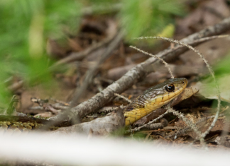 How to Keep Snakes Away: 8 Steps