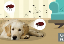8 Ways To Get Rid Of Fleas Naturally