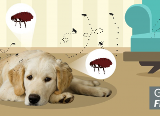 8 Ways To Get Rid Of Fleas Naturally