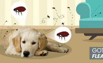 8 Ways To Get Rid Of Fleas Naturally