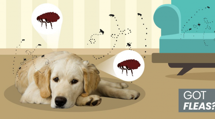 8 Ways To Get Rid Of Fleas Naturally