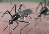 11 home remedies that can prevent insect invasion