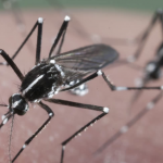 11 home remedies that can prevent insect invasion