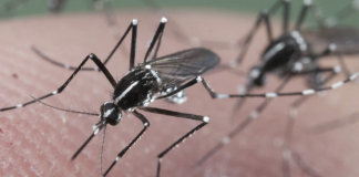 11 home remedies that can prevent insect invasion