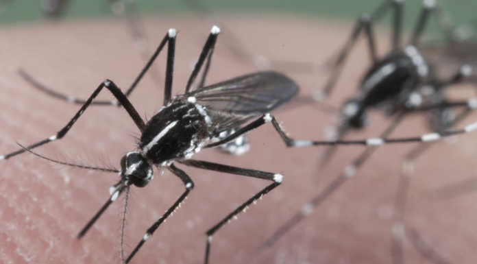 11 home remedies that can prevent insect invasion