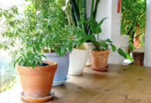 Don’t keep these 10 plants at home because they are dangerous