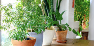 Don’t keep these 10 plants at home because they are dangerous