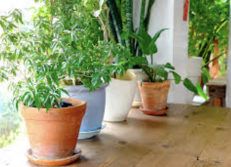 Don’t keep these 10 plants at home because they are dangerous