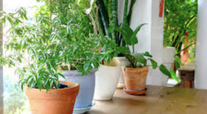 Don’t keep these 10 plants at home because they are dangerous