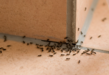 Amazing Grandma Hack to Kill Ants Using Borax