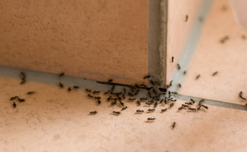 Amazing Grandma Hack to Kill Ants Using Borax