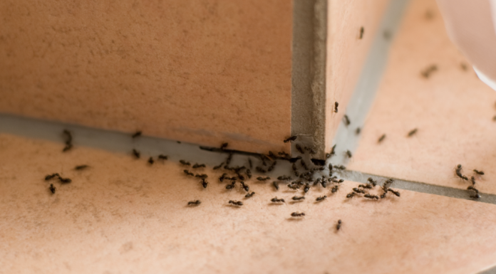 Amazing Grandma Hack to Kill Ants Using Borax