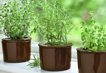 You will fall in love with Rosemary after reading this