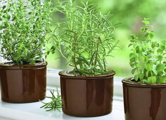 You will fall in love with Rosemary after reading this