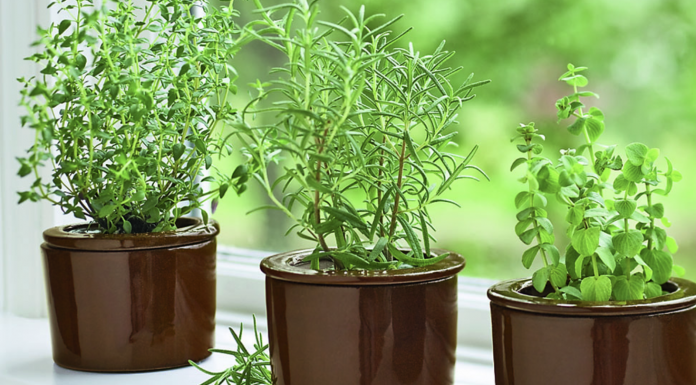 You will fall in love with Rosemary after reading this