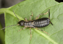 Keep these 8 plants to get rid of annoying insects