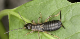 Keep these 8 plants to get rid of annoying insects