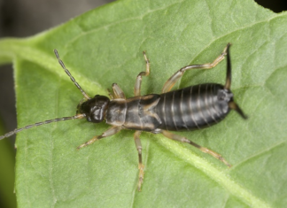 Keep these 8 plants to get rid of annoying insects