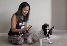 4 Grandma’s Natural Remedies To Get Rid Of Fleas Naturally: On Your Dog, At Home & In Your …