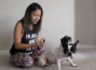 4 Grandma’s Natural Remedies To Get Rid Of Fleas Naturally: On Your Dog, At Home & In Your …