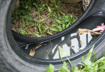 Amazingly Ways to Naturally Repel Mosquitoes From Home