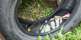 Amazingly Ways to Naturally Repel Mosquitoes From Home