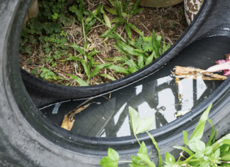 Amazingly Ways to Naturally Repel Mosquitoes From Home