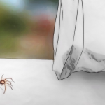 Do you have spider problems? Then use these following methods.