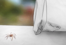 Do you have spider problems? Then use these following methods.