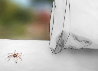 Do you have spider problems? Then use these following methods.