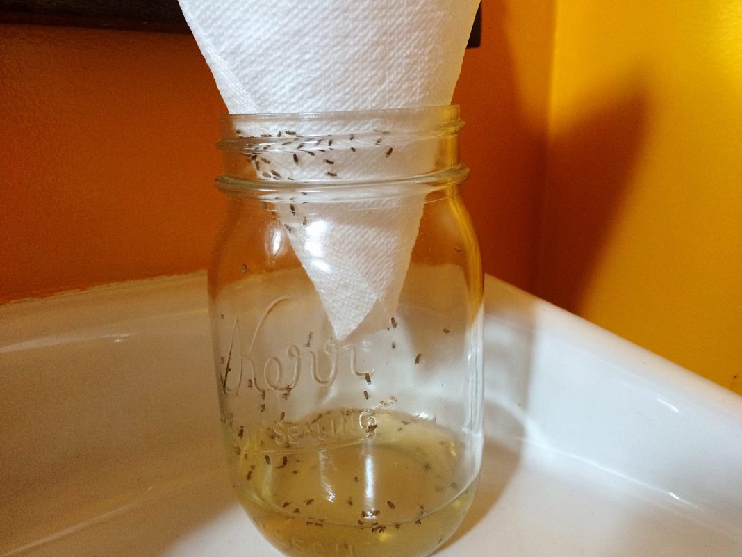 11 Home Remedies That Can Prevent Insect Invasion Grandma s Things 11-home-remedies-that-can-prevent-insect-invasion-grandma-s-things