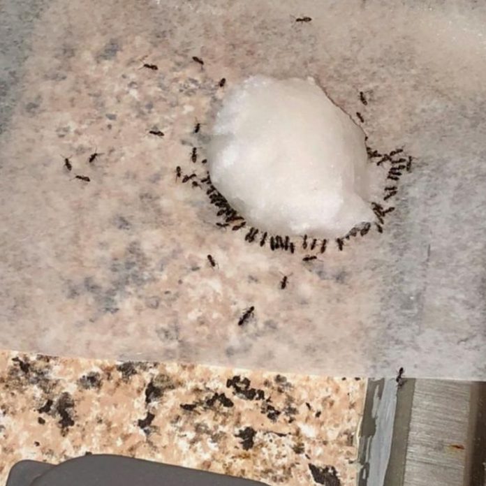 Homemade Ant Killer Recipes DIY Ant Killers that Work Pest