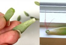 Follow these 5 tips if you want to propagate succulents in the winter