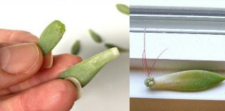Follow these 5 tips if you want to propagate succulents in the winter
