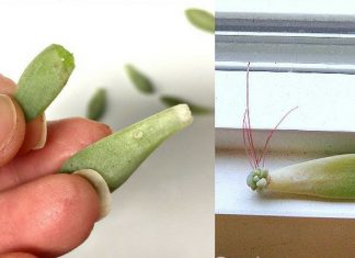 Follow these 5 tips if you want to propagate succulents in the winter