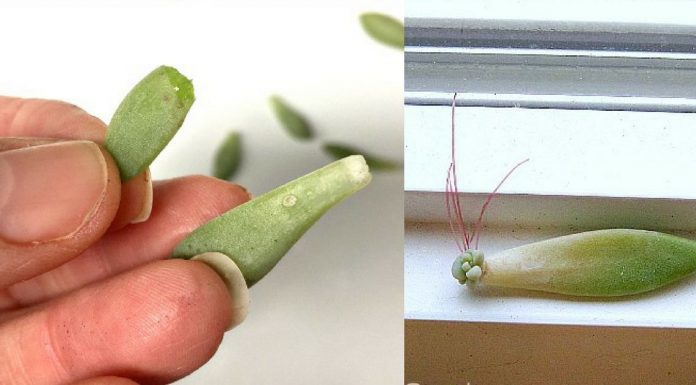 Follow these 5 tips if you want to propagate succulents in the winter