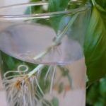 Grow Plants Using The Cutting Method By Following These Steps.