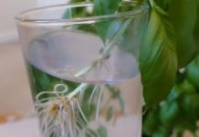 Grow Plants Using The Cutting Method By Following These Steps.