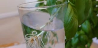 Grow Plants Using The Cutting Method By Following These Steps.