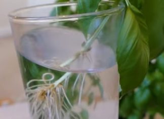 Grow Plants Using The Cutting Method By Following These Steps.