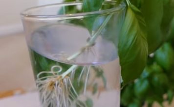 Grow Plants Using The Cutting Method By Following These Steps.