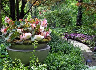 The 9 Pro Gardening Tips On How To Make Your Hostas Thrive