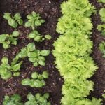 The 10 Plant Combinations That Don’t Go Along Even Though They Look Good Together.