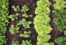 The 10 Plant Combinations That Don’t Go Along Even Though They Look Good Together.