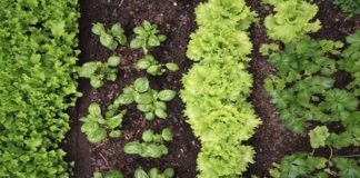 The 10 Plant Combinations That Don’t Go Along Even Though They Look Good Together.