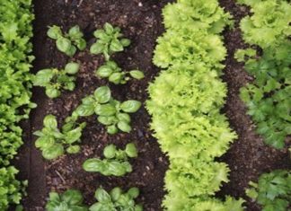 The 10 Plant Combinations That Don’t Go Along Even Though They Look Good Together.