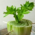 7 Plants You Can Grow From Your Kitchen Scraps