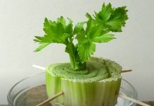 7 Plants You Can Grow From Your Kitchen Scraps