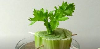 7 Plants You Can Grow From Your Kitchen Scraps